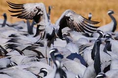 Jungfernkraniche  - Zum Vergroessern klicken!